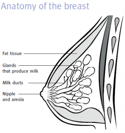 anatomy-of-the-breast-e1467188398144