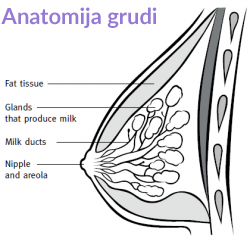Anatomija grudi