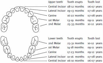 baby-teeth-chart